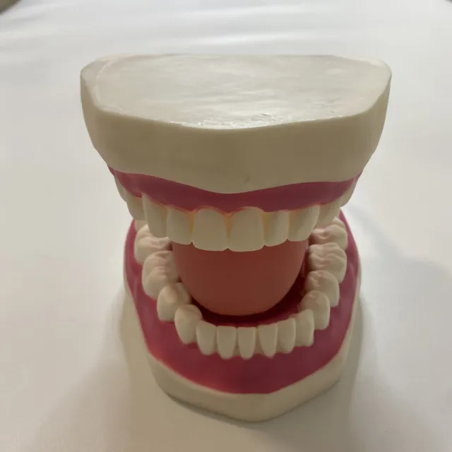 Oversized 6:1 Dental Teach Study Adult Standard Typodont Demonstration Model