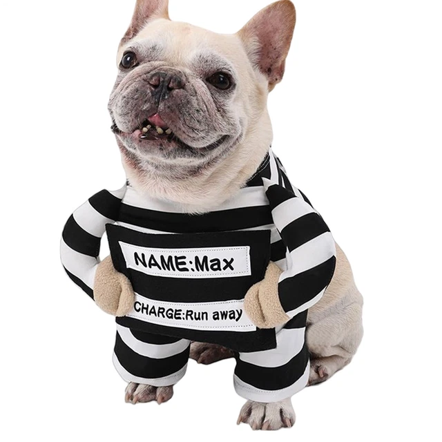 Halloween Spinnenkostüm Für Hunde & Katzen - Verkleidung Mit 8 Beinen