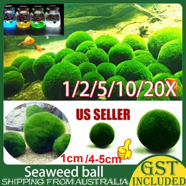 1-20pcs/set Marimo Moss Ball Cladophora Aquarium Plant Fish Aquarium Decor Algae