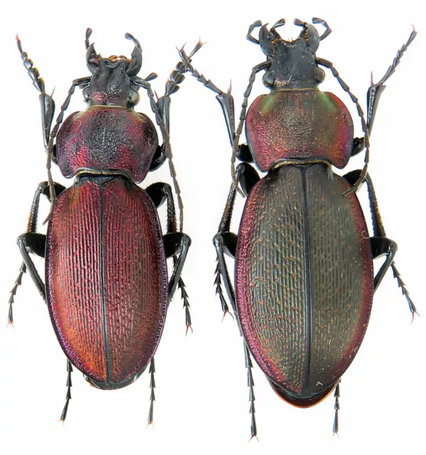 Carabidae, Carabus (Morphocarabus) excellens n. lomnitzkii NW Podolia RARE