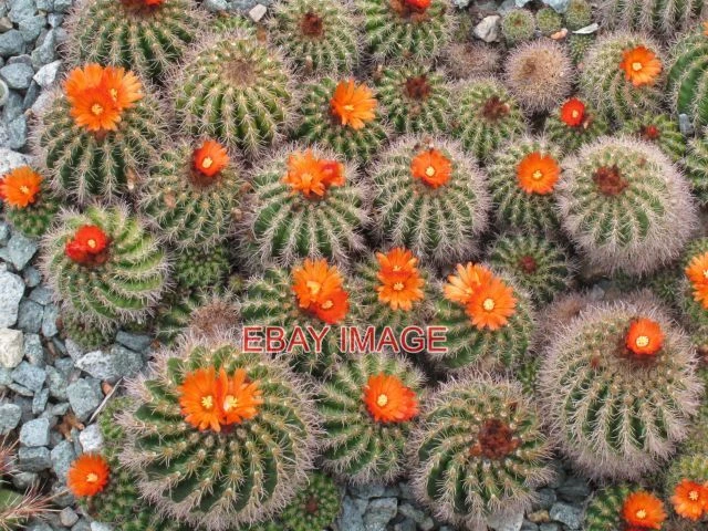 Photo  Parodia Comarapana Cactus At Kew Gardens This Cactus Also Known As Comara