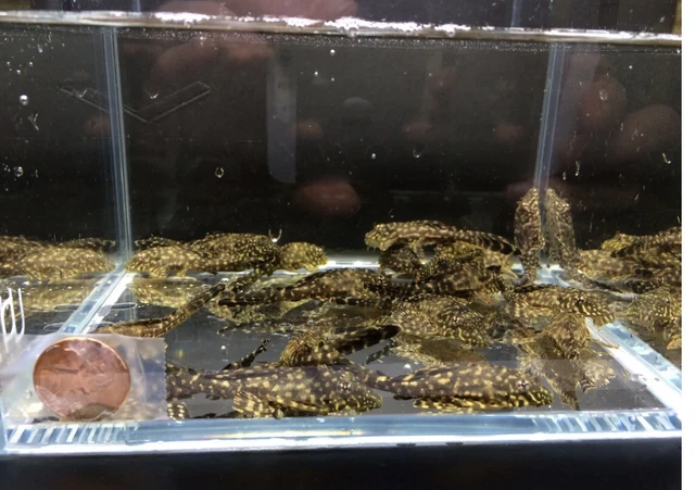 Leopard Sailfin Pleco Pack Of 4