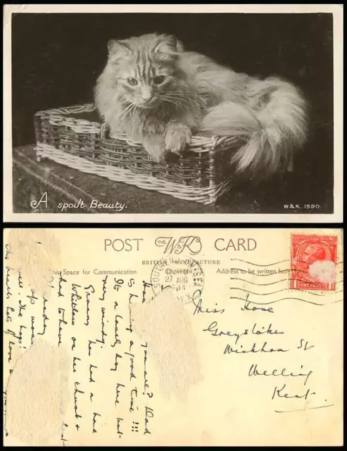 Cat Kitten - A Spoilt Beauty Basket 1934 Old Real Photo Postcard The W.& K. 1590