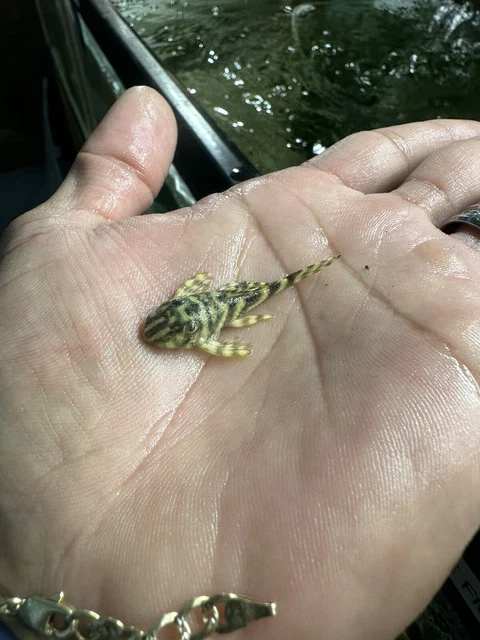 Black and White L333 Pleco live fish Free shipping