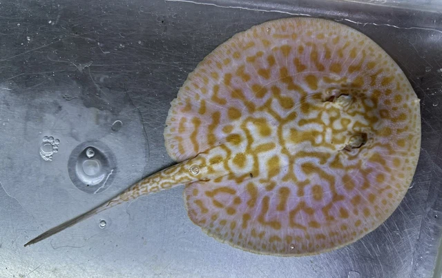 Albino “Red Lucy” Hybrid Stingray M 6” -Live Freshwater Tropical Aquarium Fish