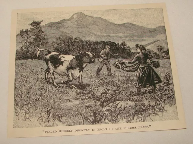 1895 magazine engraving ~ WOMAN STANDING BEFORE CHARGING COW