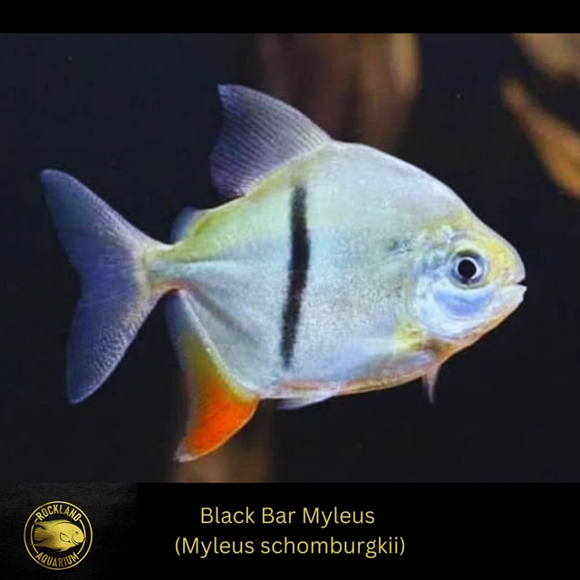 Black Bar Myleus - Myleus schomburgkii - Live Fish (One Item) (3"-3.5")