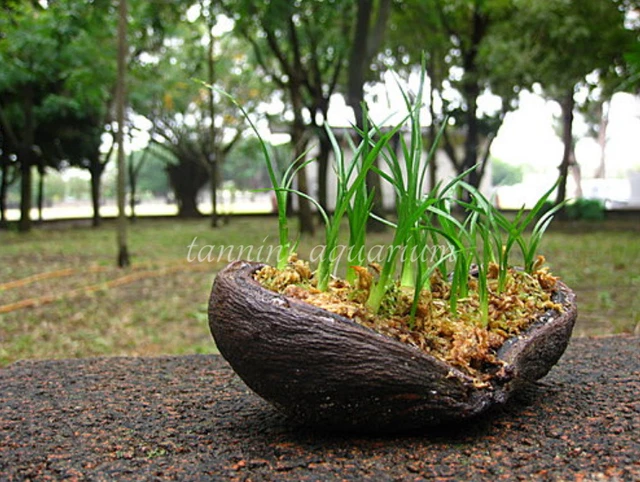 5 piezas vaina de esterculia decoración floral natural artesanías botánicos secos popurrí 9