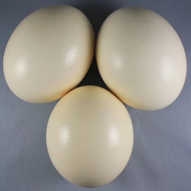 Lote de 3 huevos de avestruz para elaboración