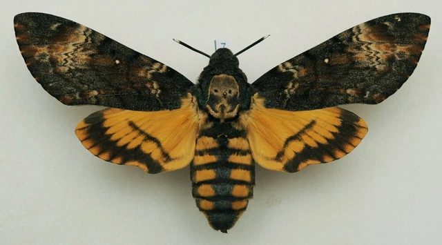 Acherontia atropos - Death's-head Hawk-moth - #7 - wingspan 122 mm - female