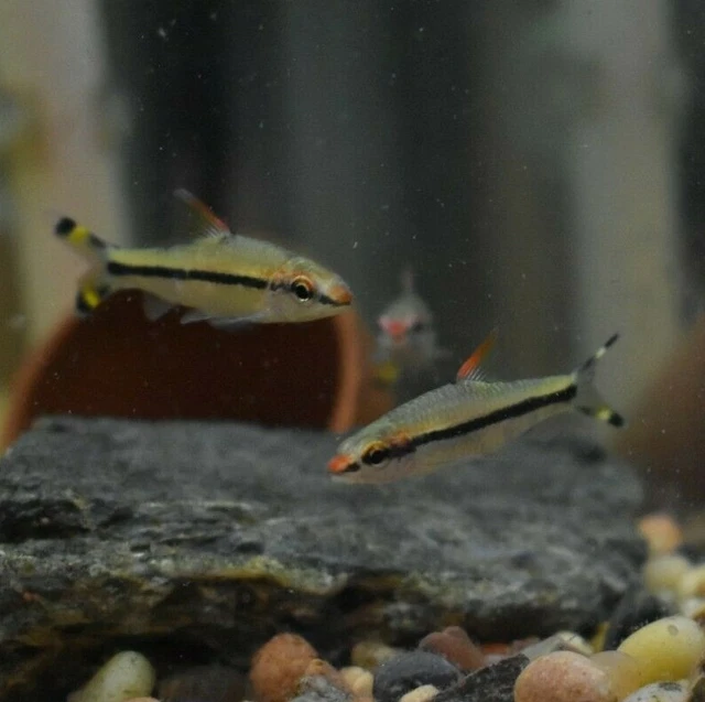 Live 2.5-3" Denison Barb Roseline Shrk (Pack of 3 Aquarium Fish) *PLS READ DESC*