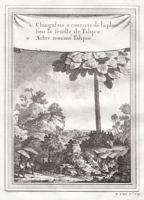 Sri Lanka Talipot Palme palm India Indien botany Asia Kupferstich engraving 1750