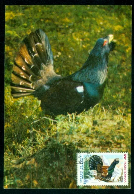 1986 Capercaillie,Bird,Auerhahn,Tetrao Urogallus,Cocos munte,Romania,maxi card