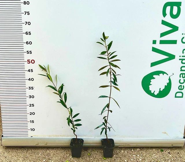 Olivo Bosana | Piante Di Olivo - 2 Anni - Foto 14