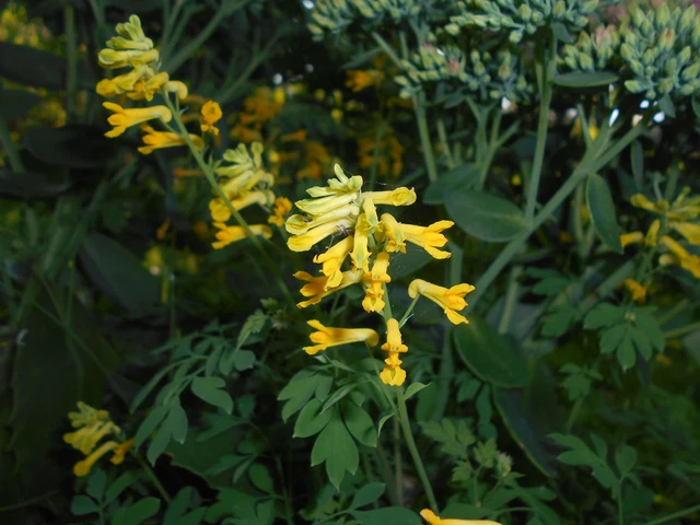 50 YELLOW BLEEDING HEART Seeds (Corydalis lutea) | NON-GMO | Free shipping