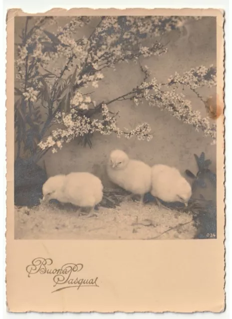 1938 Photo Carte Postale D'Époque Poussins Fleurs Printemps Voeux De Pâques