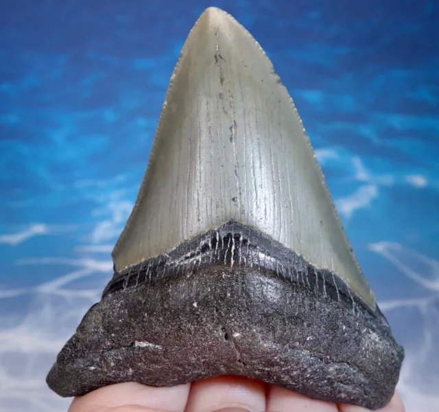 Megalodon Shark Serrated Tooth~ 3.46" ~Shark Teeth~Real Fossil~No Repair~