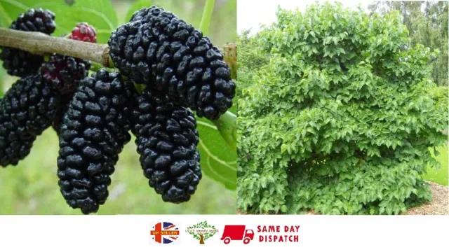 Black Mulberry (Morus Nigra) | 100+ Seeds | Wine, Jam & Gin | Same Day Dispatch