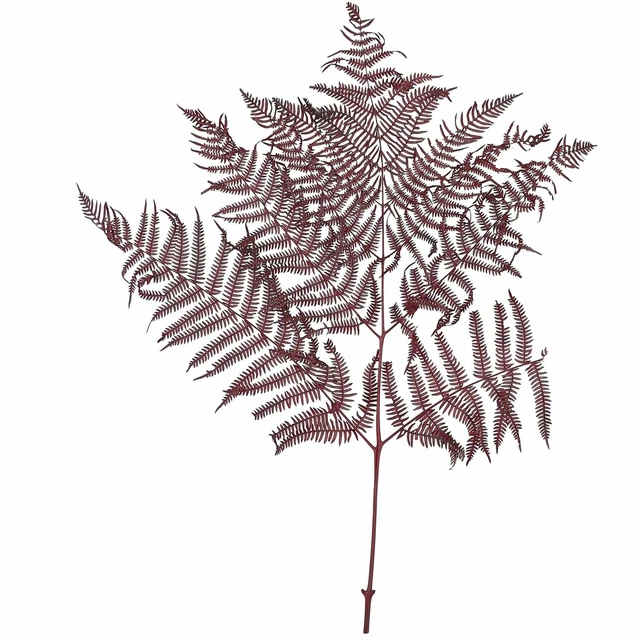 Bracken Helecho - 10 Piezas/Pretina - Conservado - L60 CM, B40CM - Burdeos