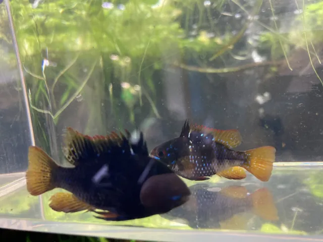 (WYSIWYG) (M/F) Pair of German Black Ram Dwarf Cichlids Live Freshwater Fish