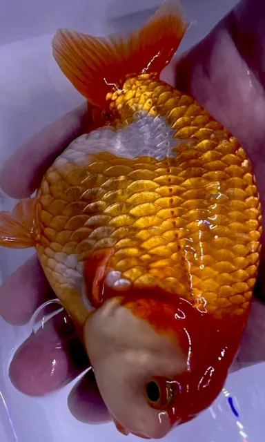 LIVE pond goldfish (Boutique) Ranchu goldfish 4.5-5Inch Random delivery