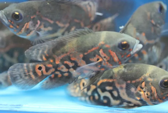Live Tiger Oscar Cichlid for fish tank aquarium 3