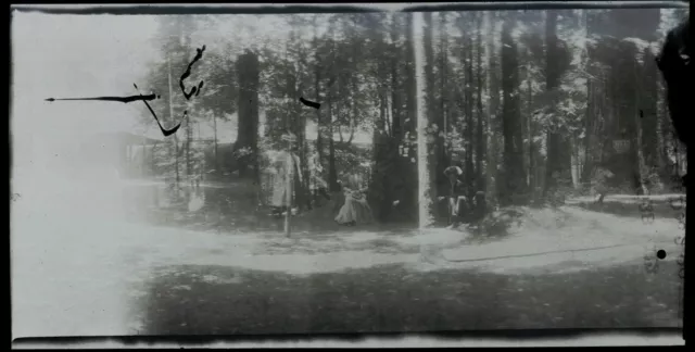 1906 Redwood Forest Trees Panoramic Photo Negative, Double Exposure Cellulose