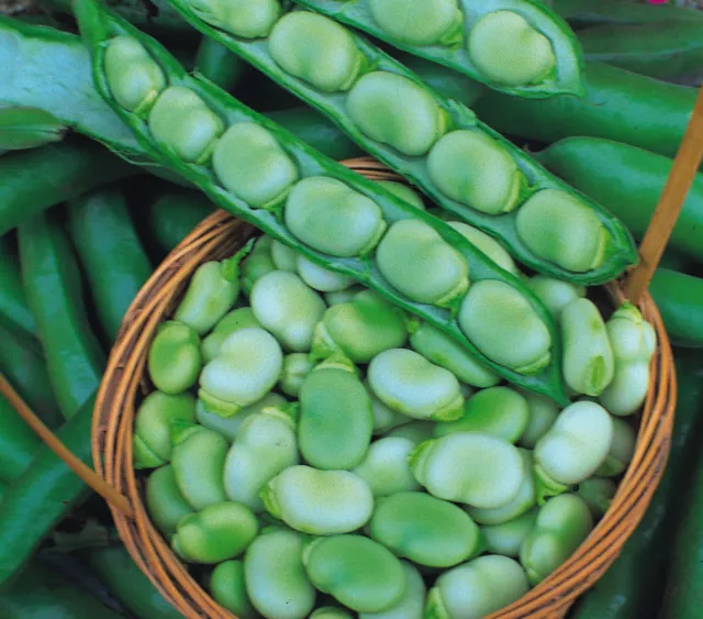 Vegetable  Broad Bean  Masterpiece Green  110 Gram ~ 84-95  Seeds (Maincrop)