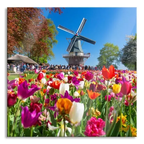 Holländisches Tulpenmeer Vor Molino de Viento Imagen Cuadrada, Con Soporte Pared