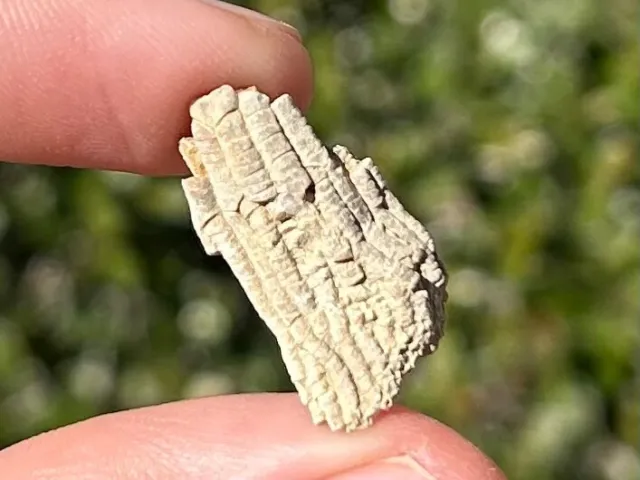 Alabama Fossil Crinoid Bangor Limestone Formation Mississippian Age