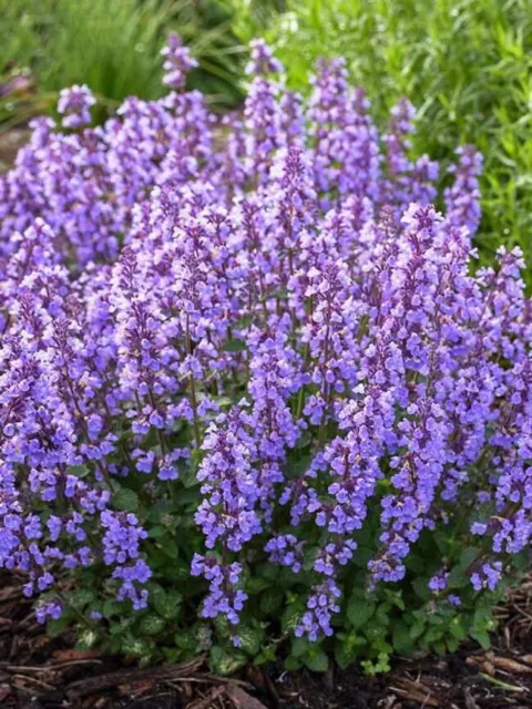 Cat Mint 100+ Seeds. Perennial. (Nepeta) Instructions Included x