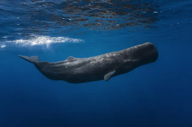 Fotomural BALLENA VELLÓN (6972E) Peces Mundo Submarino Océano Mar Animales Fotoarte