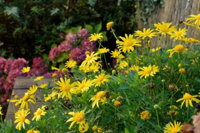 Anthemis Tinctoria 50 Seeds, Golden Marguerite Daisy, Yellow Chamomile-Perennial