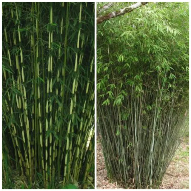 VERY HARDY BAMBOO! Fargesia yunnanensis Umbrella bamboo SEEDS. RARE EXOTIC.