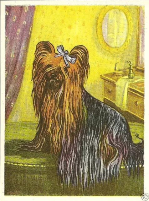 Rare 1952 Dog Art Print Austria Tobacco Company Bildwerk Card YORKSHIRE TERRIER