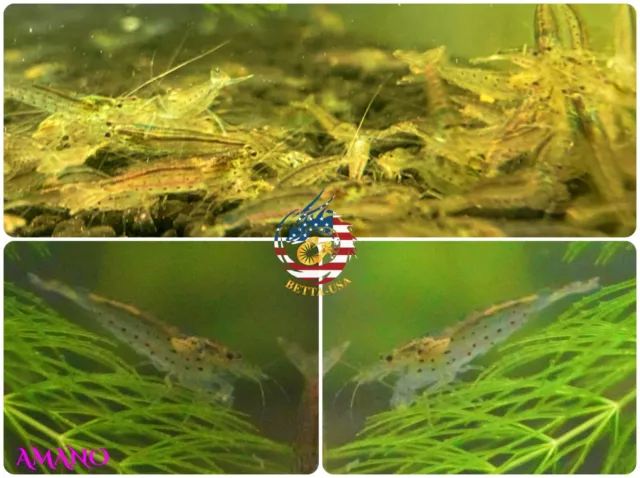 20 +2 Amano Algae Eater Freshwater Neocaridina Aquarium Shrimp. Live Guarantee