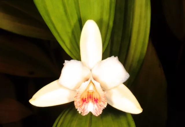 10 SOBRALIA KLOTZSCHEANA orchidea orchid seeds samen fiori no stapelia copiapoa