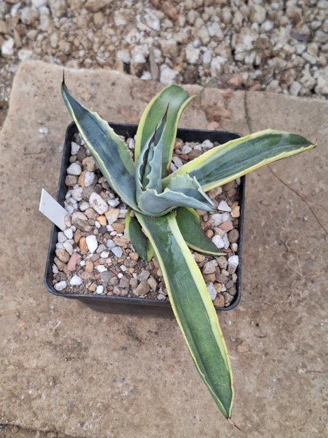 オルカ　アガベ Agave ovatifolia variegated 'ORCA' 142（WPJ・Agave