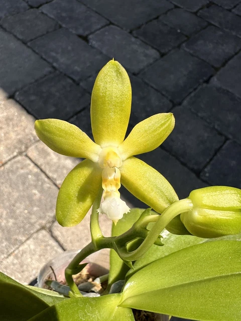 Orchid Phal Phalaenopsis Yin's Green Jewel ‘762’. Fragrant. 1 Spike. Actual Plnt