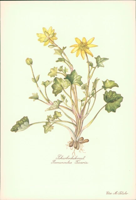 Scharbockskraut - Ranunculus Ficaria. Druck nach Aquarell von Elsa M. Felsko. Of