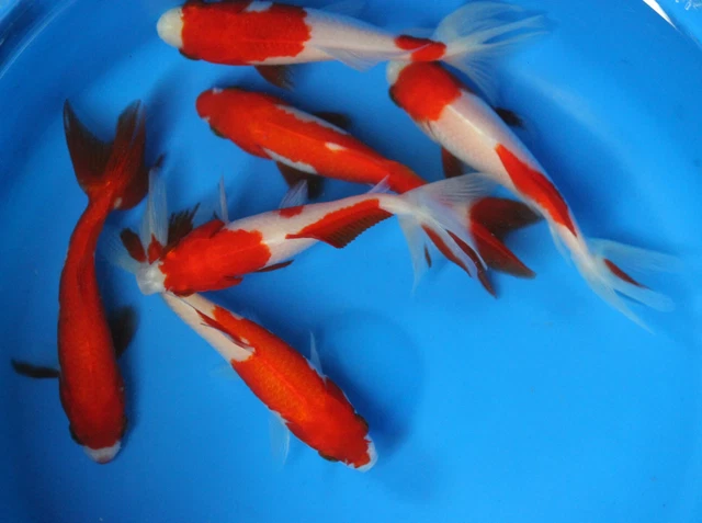 Live Red and White Wakin Medium Goldfish for fish tank, koi pond or aquarium