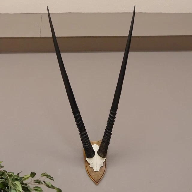 Orix ( Gazella) Antílope Gacela Gemsbok África Trofeo de Calavera Hornlänge 86CM 2
