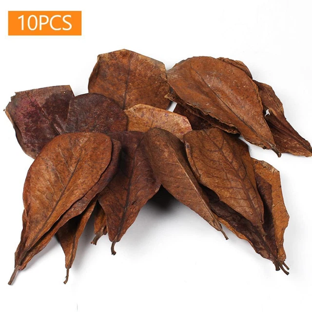 10 un. herramientas de limpieza de hojas de almendras ajustar el valor de pH natural para acuario de pecera