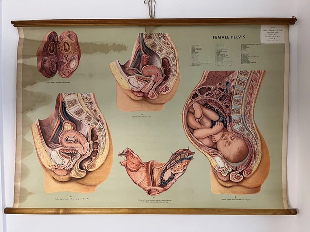 VINTAGE ADAM ROUILLY Anatomical Medical Wall Chart Female Pelvis £145. ...