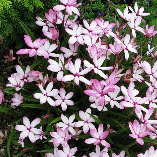 Rhodoxis Fairy Kisses'® - Rhodohypoxis x Hipoxis bicolore