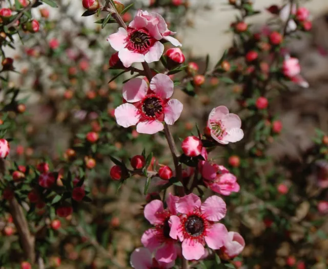 100 Manuka Seeds-Leptospermum Tea Tree-Native Bush Tucker-Medicinal Honey Plant