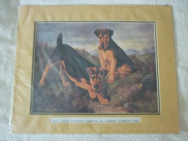 Welsh Terrier dog print, reproduction, mounted for framing, Lilian Cheviot 1907