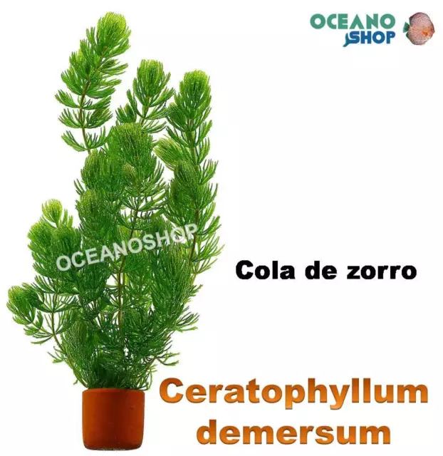 Ceratophyllum Demersum 20 Tallos  Cola De Zorro Para Acuario Planta