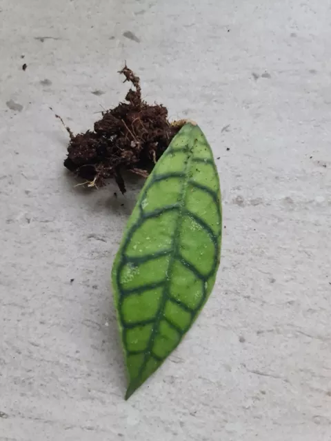 Hoya Callistophylla cutting Well rooted Single Leaf