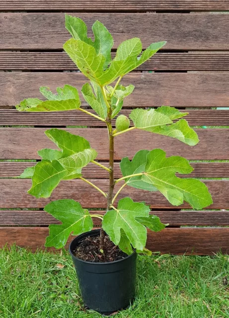 FICUS carica "Dauphine", FIGUIER "Dalmatie" Plant de 20-30cm!!